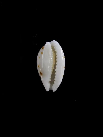 Cribrarula taitae 10,5 mm Gem (-)-19619
