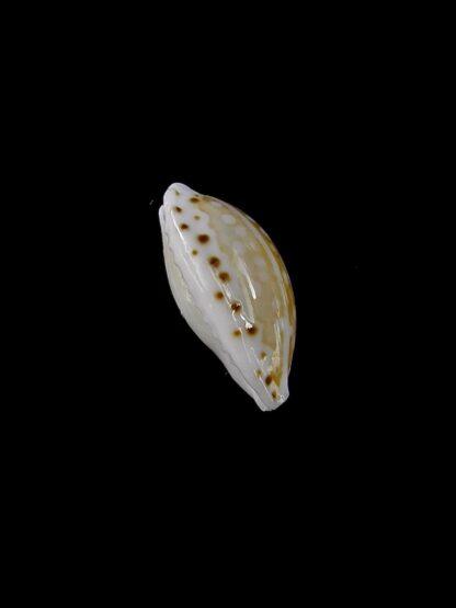 Cribrarula taitae 10,5 mm Gem (-)-19617