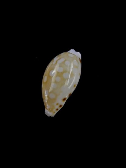 Cribrarula taitae 10,5 mm Gem (-)-19618