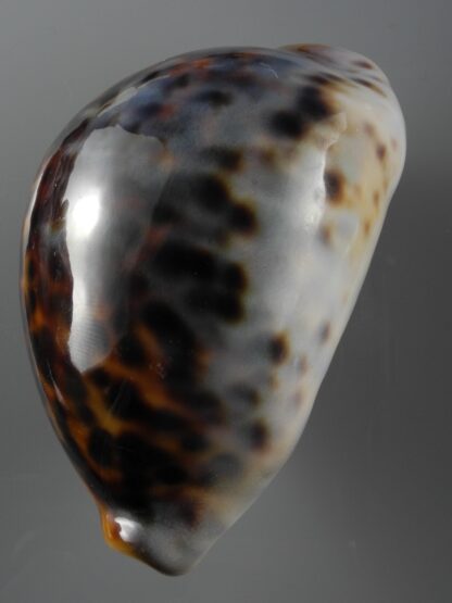 Cypraea tigris 82,3 mm F+++/Gem-19726