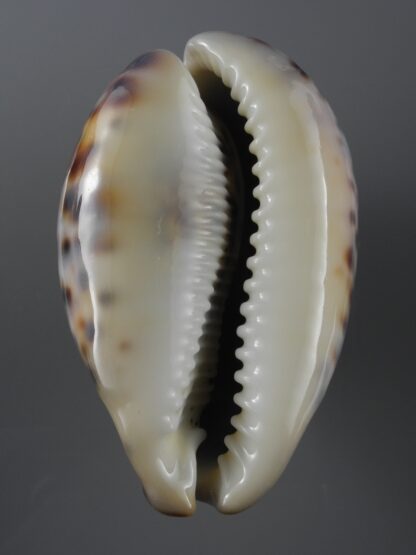 Cypraea tigris 79,6 mm F+++/Gem-19717