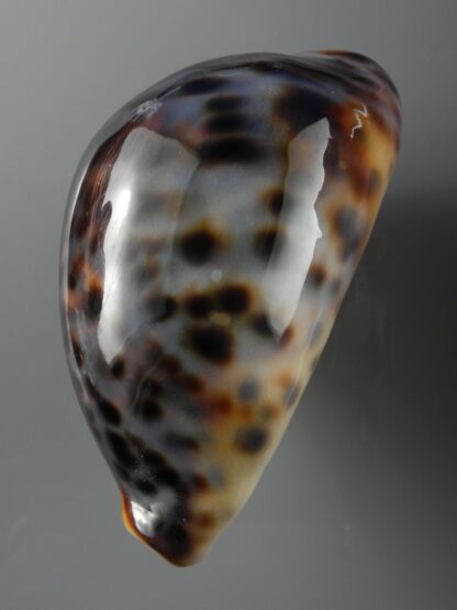 Cypraea tigris 79,6 mm F+++/Gem-19718