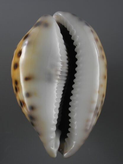 Cypraea tigris 83,7 mm F+++/Gem-19747
