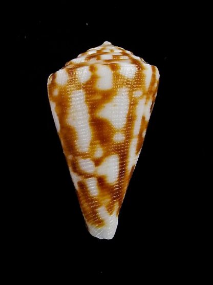 Eremiconus minnamurra 25,1 mm Gem-19770