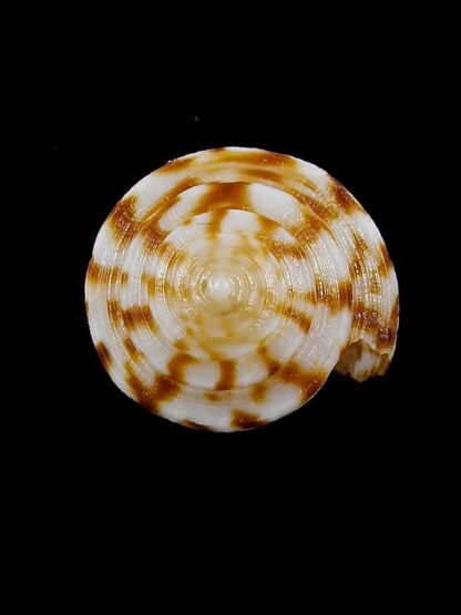 Eremiconus minnamurra 25,1 mm Gem-19772