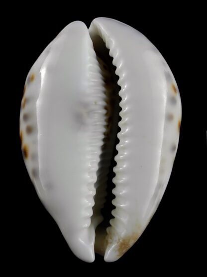 Cypraea tigris 80,7 mm F+++/Gem-19806