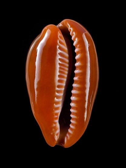 Zonaria pyrum insularum nigromarginata 38 mm Gem-19862