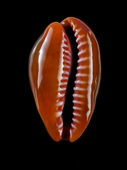 Zonaria pyrum insularum nigromarginata 33,6 mm Gem-19855