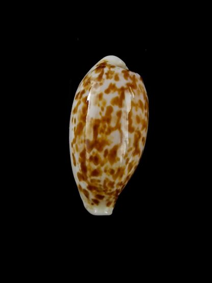 Eclogavena coxeni hesperina 23,3 mm Gem-19811