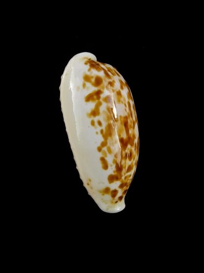 Eclogavena coxeni hesperina 23,3 mm Gem-19815