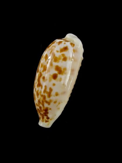 Eclogavena coxeni hesperina 23,3 mm Gem-19814
