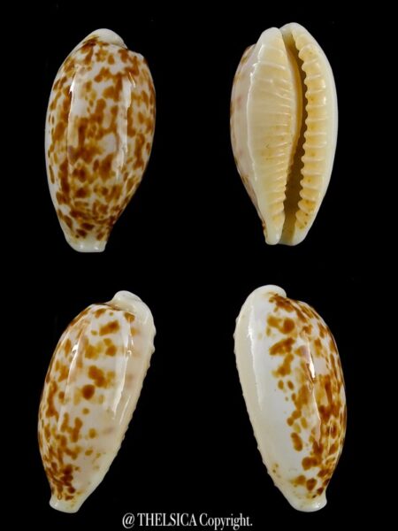 Eclogavena coxeni hesperina 23,3 mm Gem-0