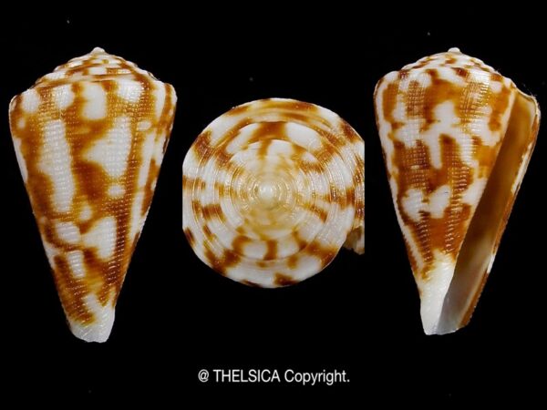 Eremiconus minnamurra 25,1 mm Gem-0