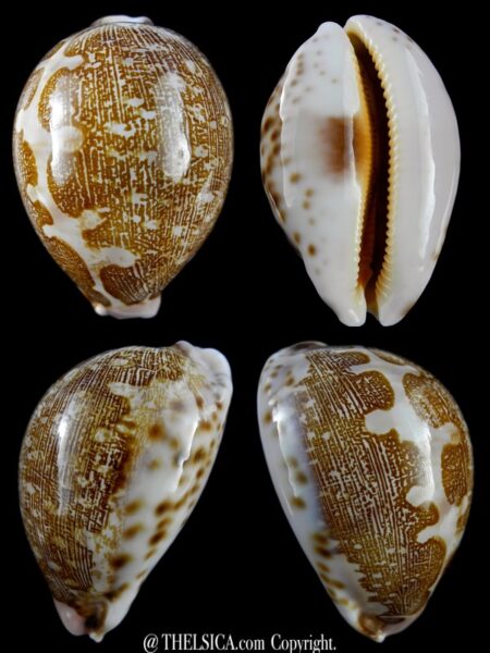 Leporicypraea mappa admirabilis ... Tuamotu White form.. 66 mm Gem-0