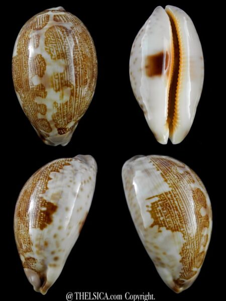 Leporicypraea mappa admirabilis ... Tuamotu White form.. 67,1 mm F+++-0