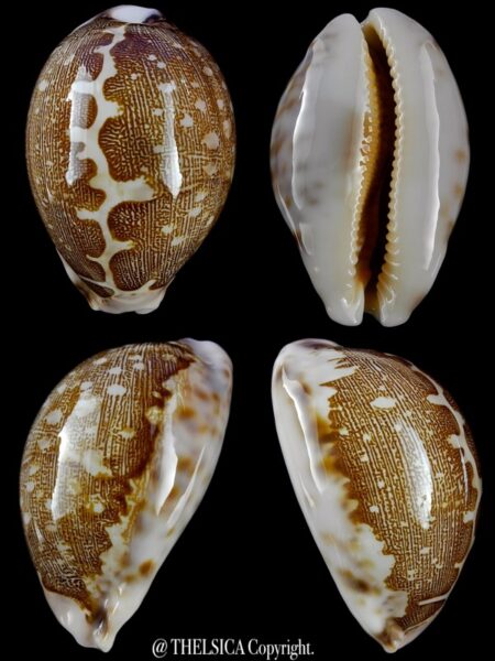 Leporicypraea mappa viridis eluceta 53,6 mm Gem-0