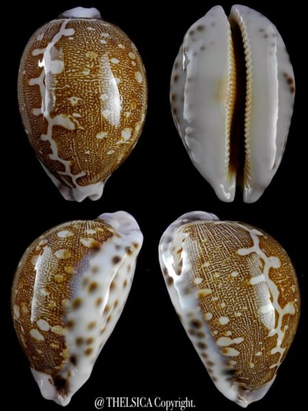 Leporicypraea mappa viridis eluceta 65 mm Gem-0
