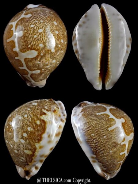 Leporicypraea mappa viridis eluceta 70,3 mm Gem-0