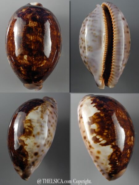 Leporicypraea mappa viridis montrouzieri N&R 75,4 mm Gem (-)-0