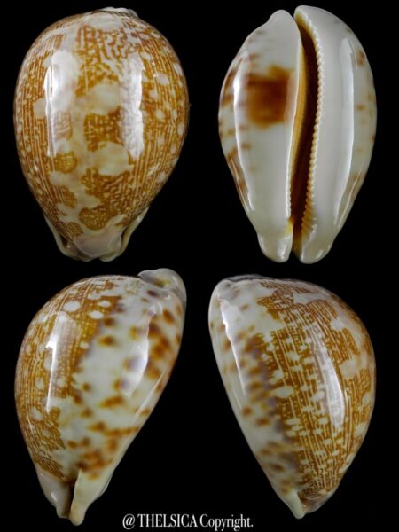 Leporicypraea mappa viridis admirabilis 72,2 mm F+++ / Gem-0