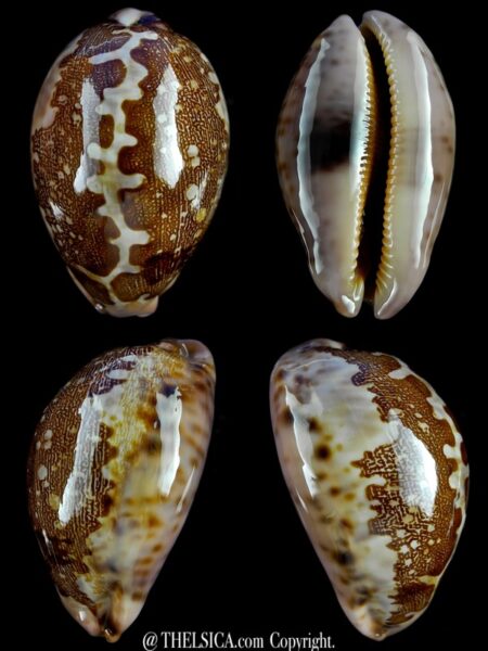 Leporicypraea mappa viridis montrouzieri 67,9 mm Gem-0