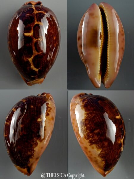 Leporicypraea mappa viridis montrouzieri N&R 70,2 mm F+++-0