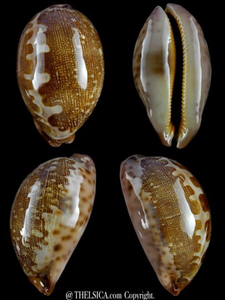 Leporicypraea mappa viridis montrouzieri 76,4 mm Gem-0