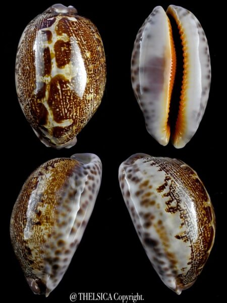 Leporicypraea rosea ultraviola 64,8 mm Gem-0