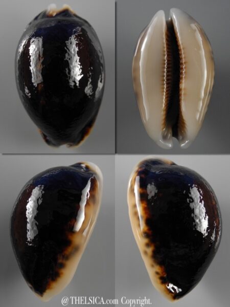 Mauritia eglantina N&R .. 47 mm Gem-0