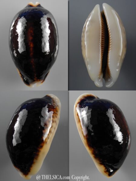 Mauritia eglantina N&R .. 60,9 mm Gem-0