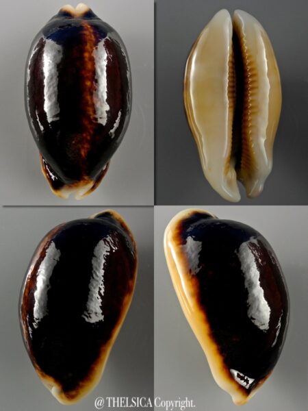 Mauritia eglantina N&R 58,2 mm Gem-0
