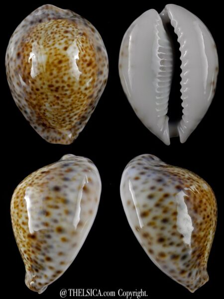 Naria turdus winkworthi 41,5 mm Gem-0