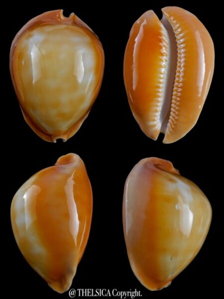 Zoila raywalkeri 50,4 mm F+++/Gem-0
