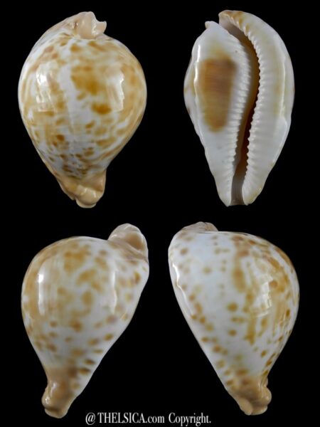 Umbilia capricornica 78 mm F+++/Gem-0