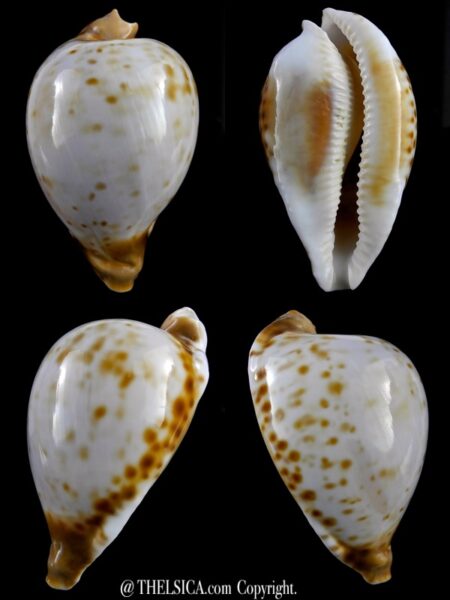Umbilia oriettae 76,2 mm Gem-0