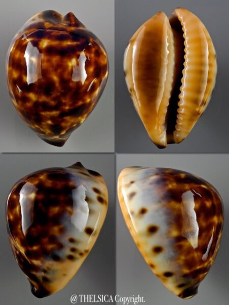 Zoila eludens delicatura 46,1 mm Gem-0