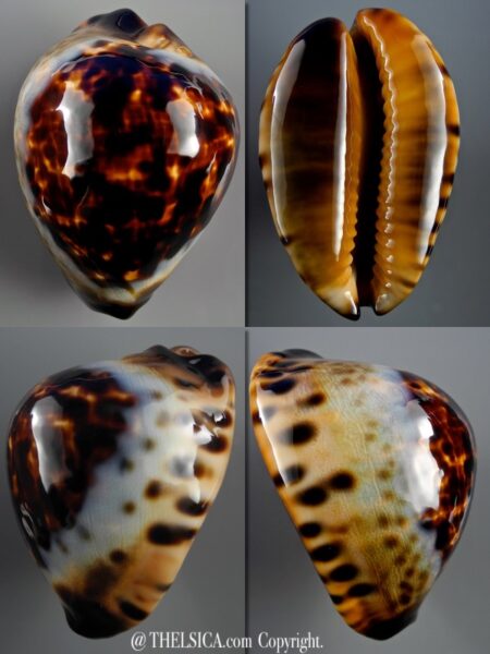 Zoila eludens eludens 63,4 mm Gem-0