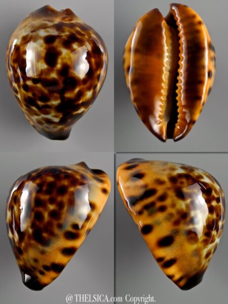 Zoila eludens stricklandi 40,7 mm Gem-0