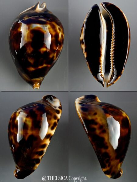Zoila friendii insulata 76,4 mm Gem-0