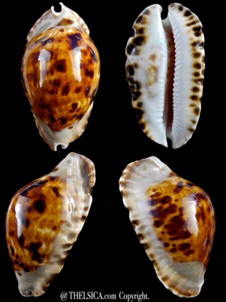 Zoila marginata consueta " darck" ...60,4 mm Gem-0