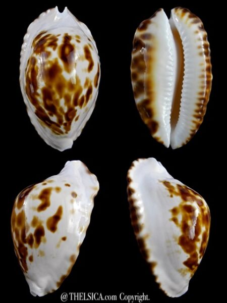Zoila marginata marginata bataviensis 51,3 mm Gem-0