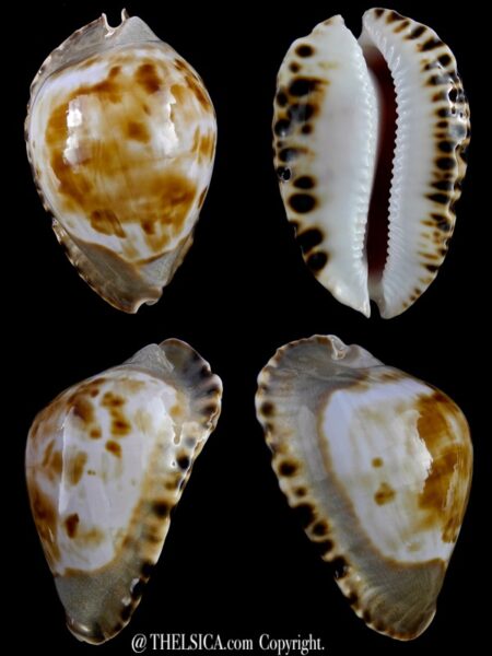 Zoila marginata marginata consueta 59,3 mm Gem-0