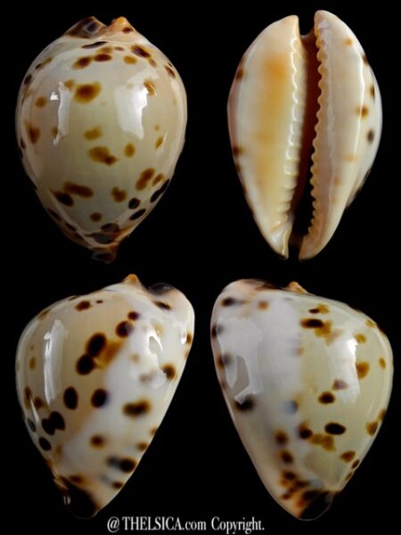 Zoila perlae perlae 43,3 mm Gem-0