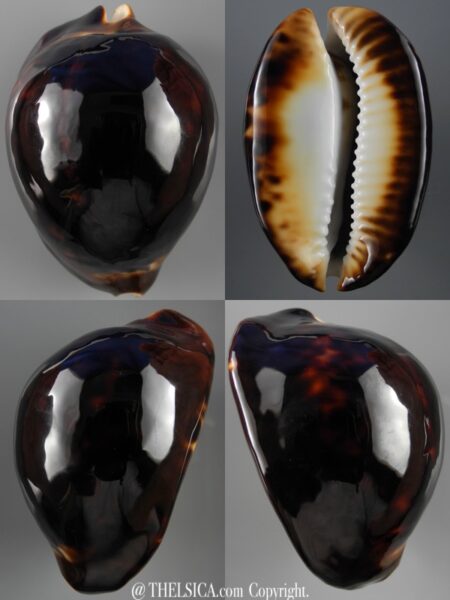 Zoila thersites thersites ..Black... 64,3 mm Gem-0