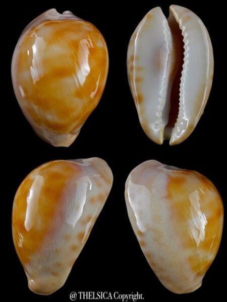 Zoila venusta episema ..GOLDEN... 66,5 mm Gem(-)/Gem-0