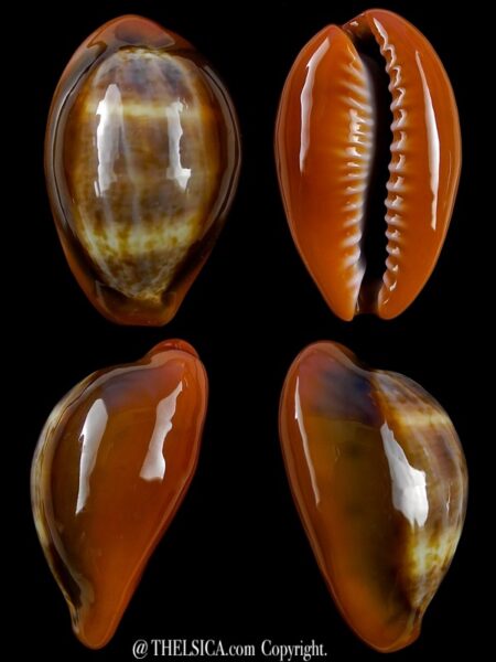 Zonaria pyrum insularum nigromarginata 28,4 mm Gem-0