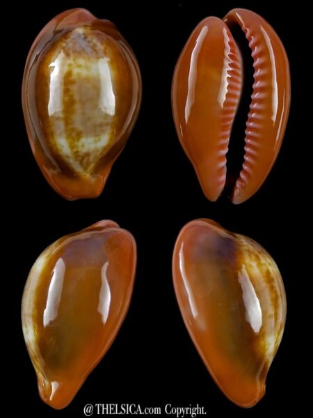 Zonaria pyrum insularum nigromarginata 29,5 mm Gem-0