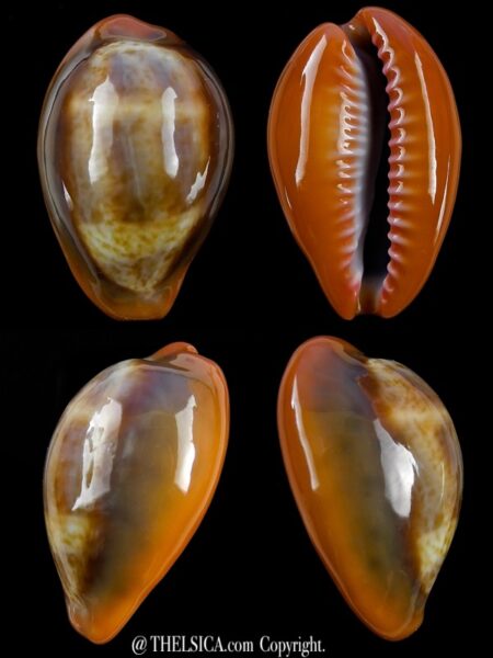 Zonaria pyrum insularum nigromarginata 30,2 mm Gem-0