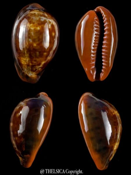 Zonaria pyrum insularum nigromarginata 31,4 mm Gem-0
