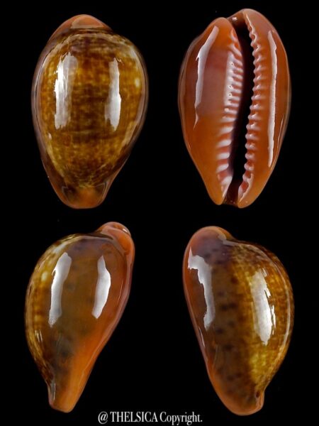 Zonaria pyrum insularum nigromarginata 31,6 mm Gem-0